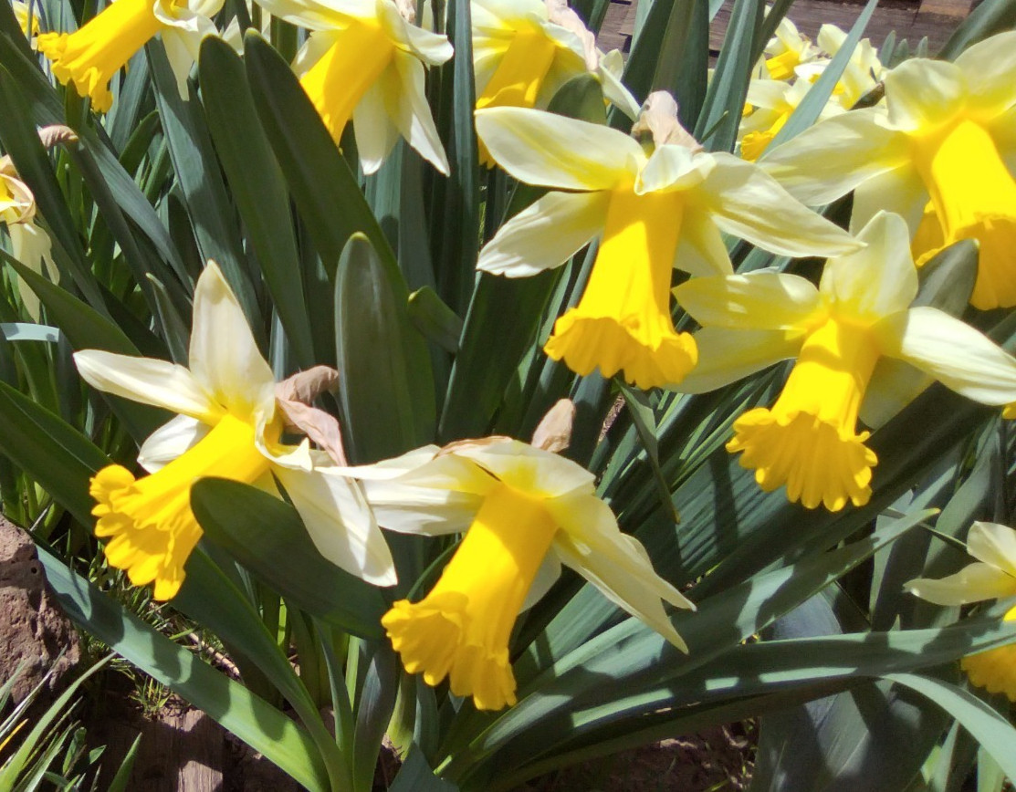 Wild Daffodil Bulbs! Great for naturalizing and containers!