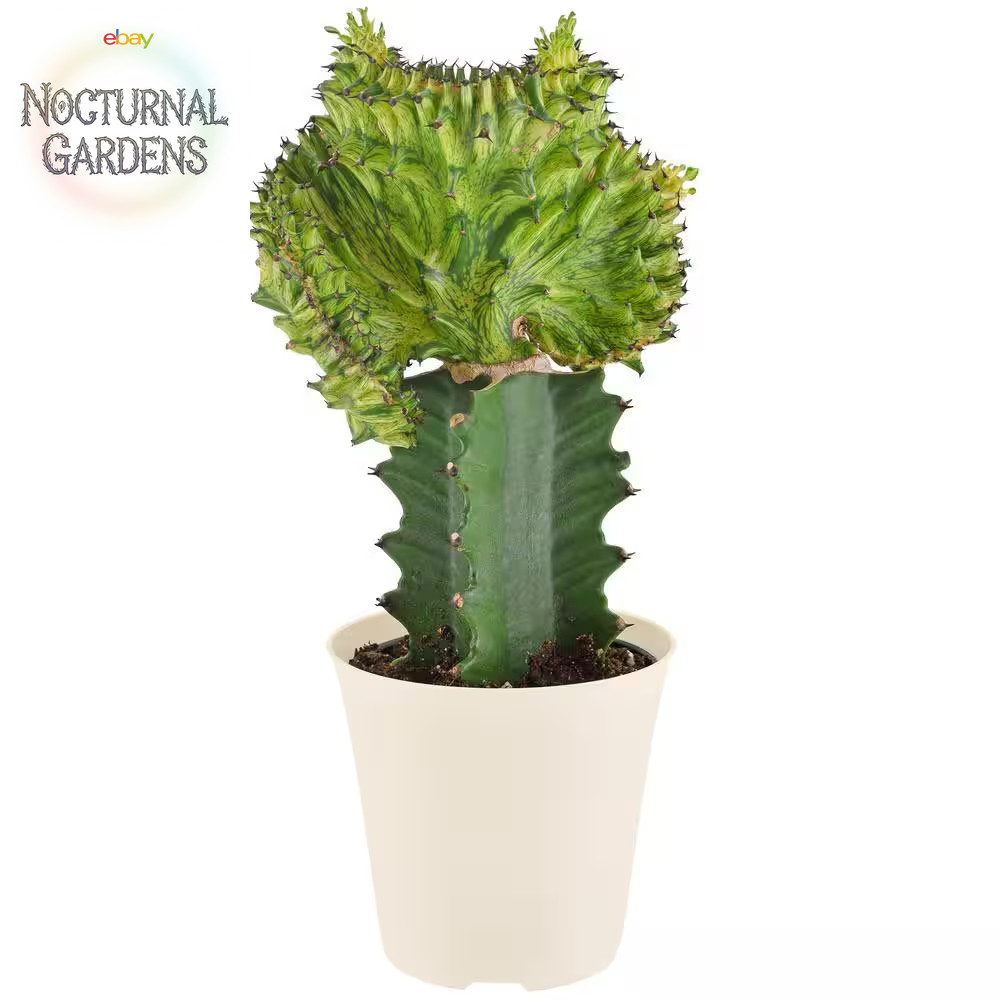 4 In. Green Marmaid Tail Coral Cactus Live Indoor Plant in Beige Plastic Pot Cov