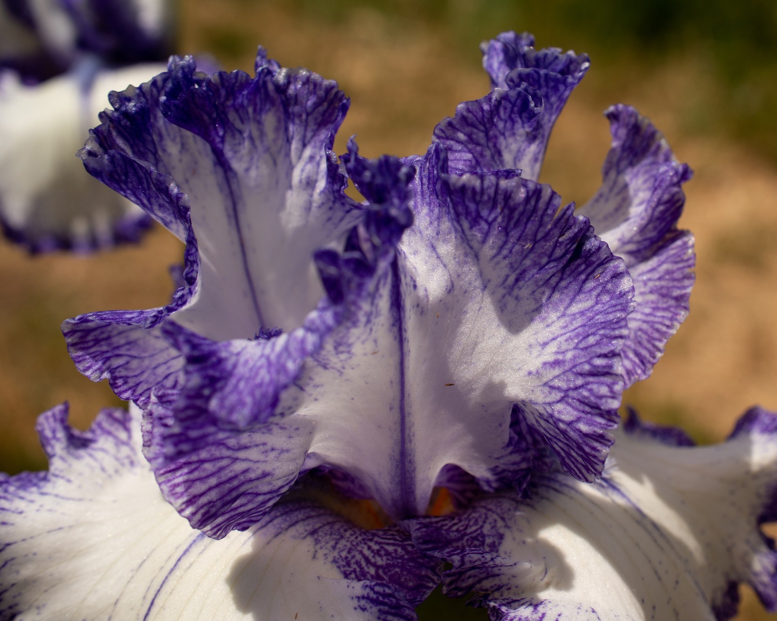 **INK PATTERNS** Tall Bearded Iris. Pre-Order, Combined Shipping: Jul – Sep