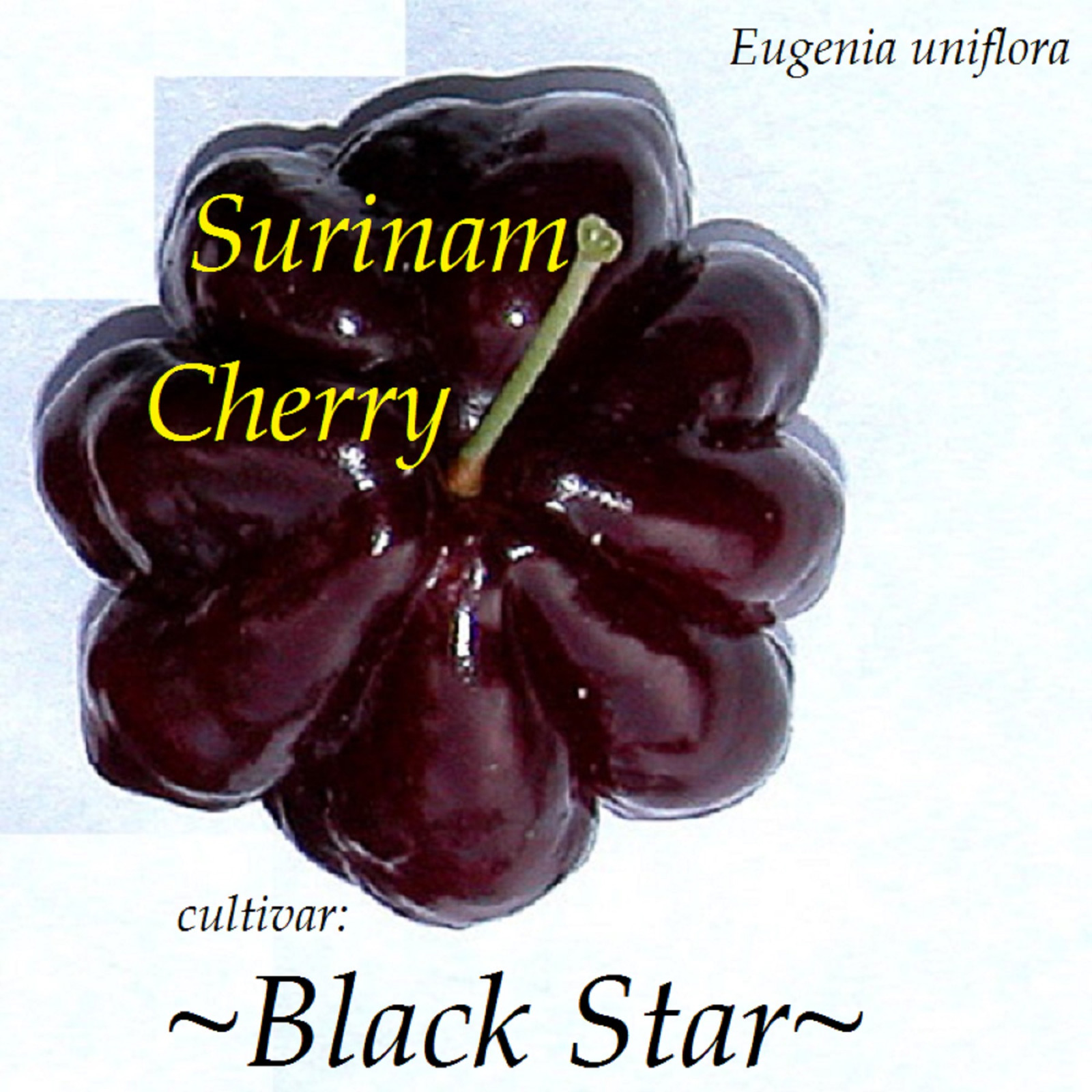 ~BLACK STAR~ cv Surinam Cherry Fruit Tree Eugenia uniflora Live potd 2-3ft Plant