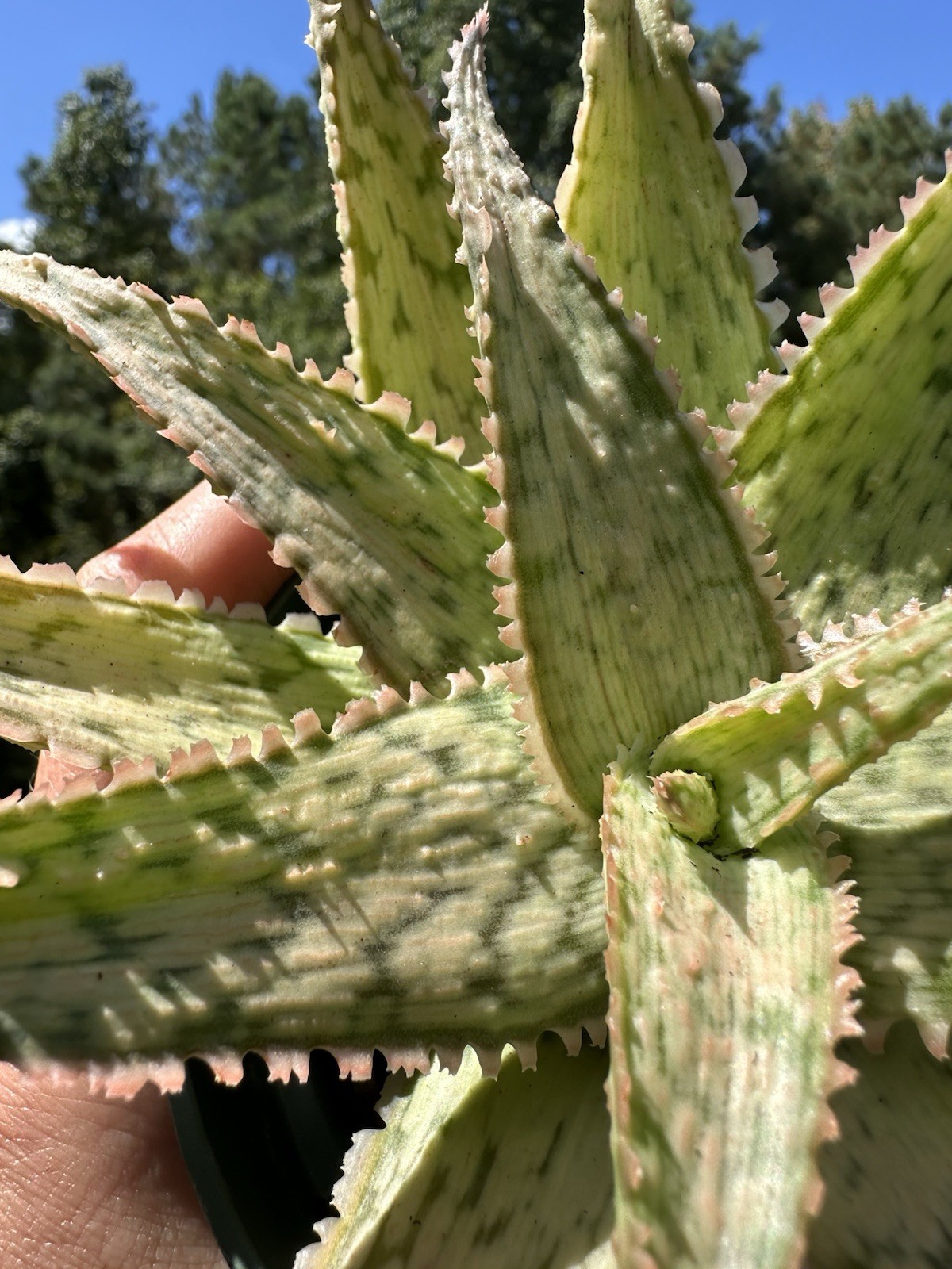 Pink Blush Aloe-Live Plant ‘Pink Blush’-Rare and Colorful 💓