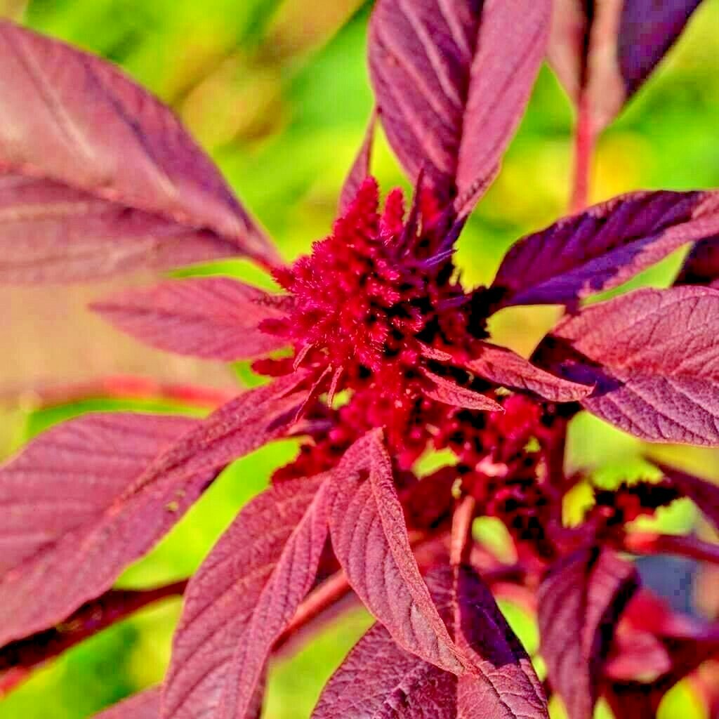 1000+ RED AMARANTH SEEDS VEGETABLE RARE GARDEN FLOWER NON-GMO HEIRLOOM HERB USA