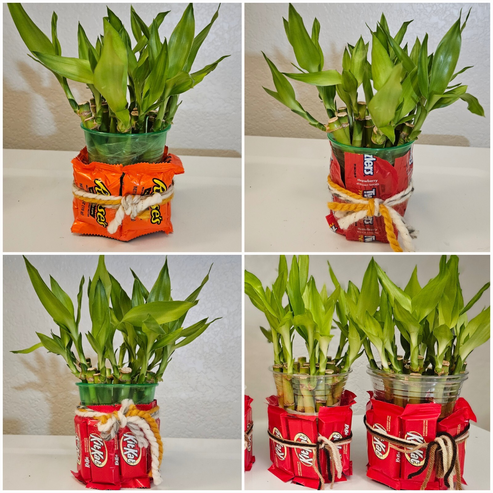 15 LUCKY BAMBOO PLANTS 4″ In Tin Basket, Perfect Holiday Gift, Indoor Perennial