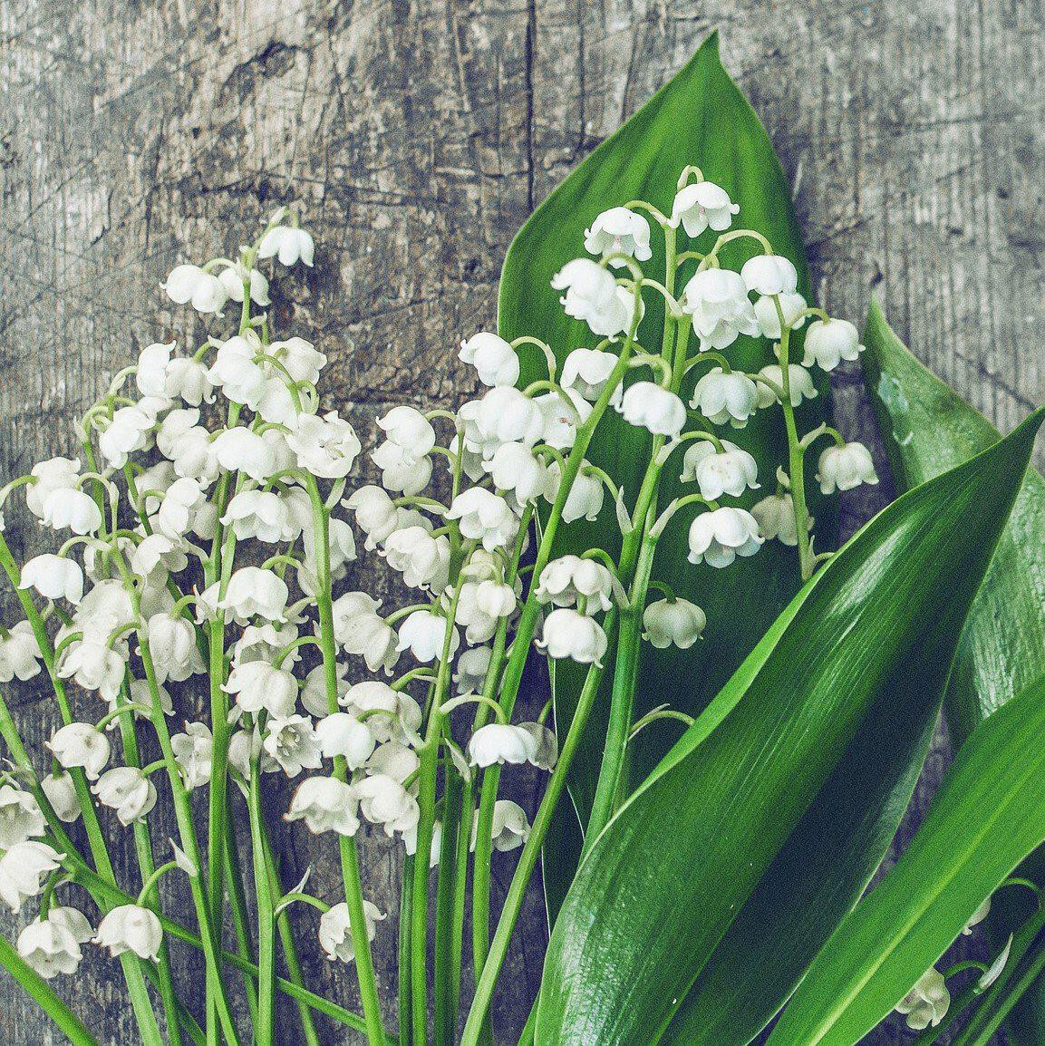 Lily of the Valley Convallaria majalis 15 Plants Bare Root