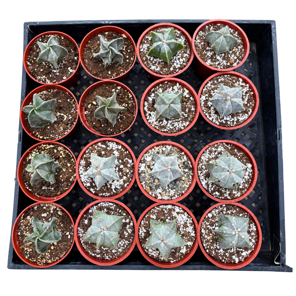 Astrophytum myriostigma – Bishop’s Cap Cactus Rare Live Plant (4″ Pot)