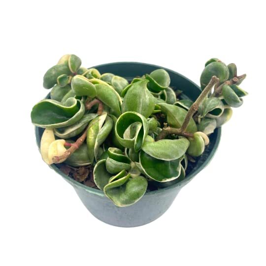 Variegated Hindu Rope, 6 inch, Hoya Compacta Carnosa, Very Rare Limited,