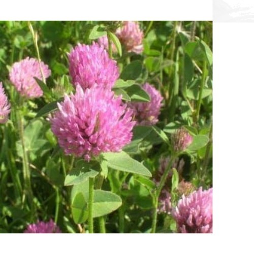 Nitrocoated Red Clover Seeds – 1/4 Lb. for Enhanced Growth & Pollinator Support