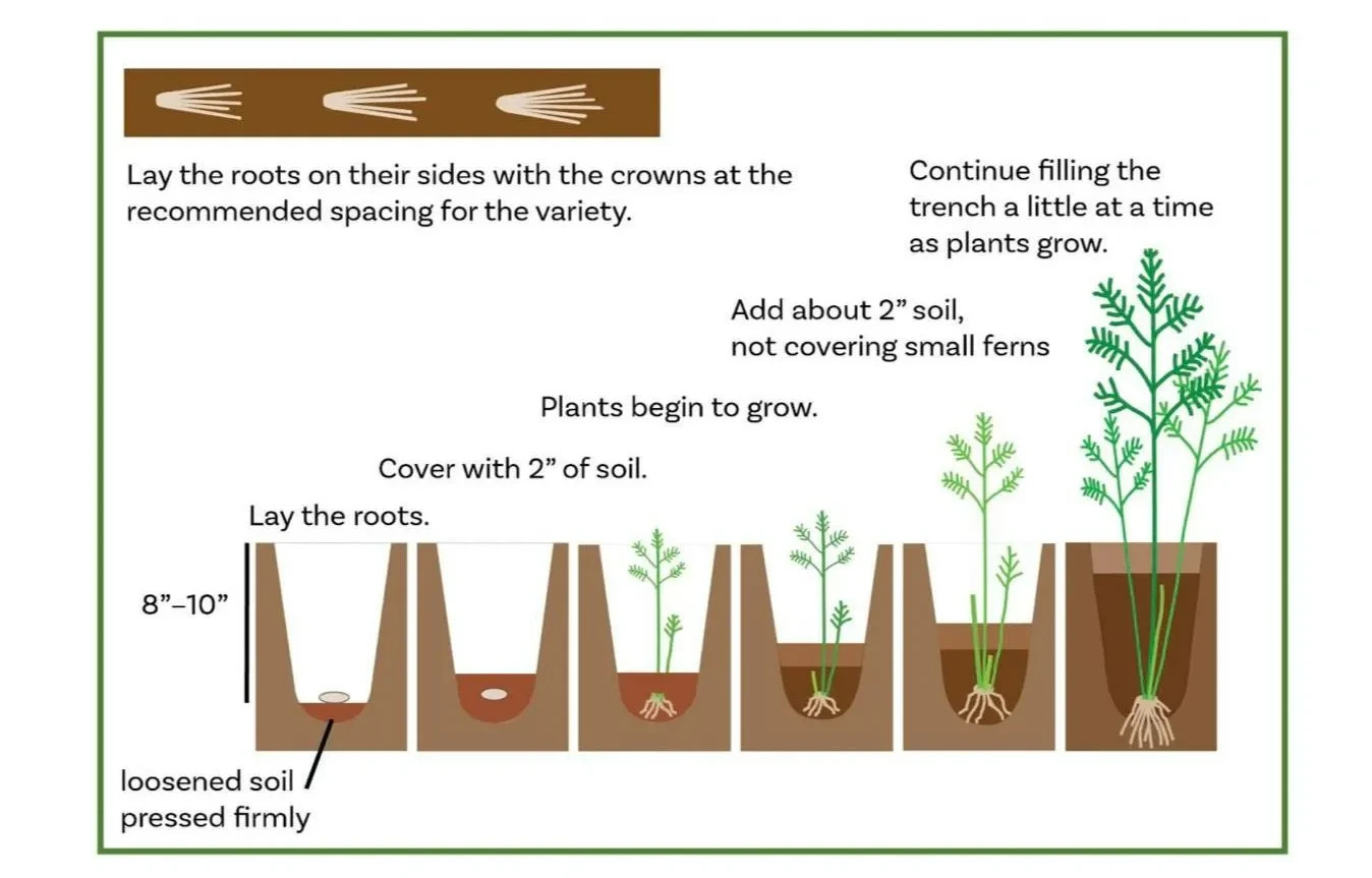 6 Asparagus Crowns “Mary Washington” (Pack of 6 Bare Root Plants) Zones 3-8