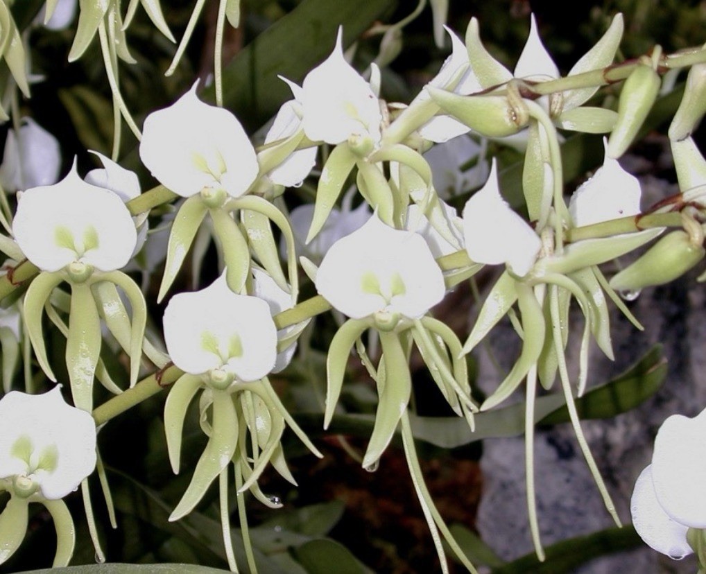 Angraecum comorense – Fragrant Species Orchid – Large Plants – 4” Pots