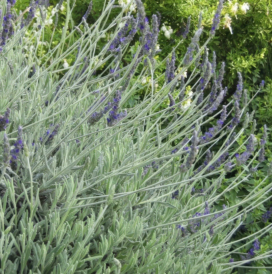 2 Godwins Creek Lavender Plants Live, 3–8″ Tall, Ships No Pot