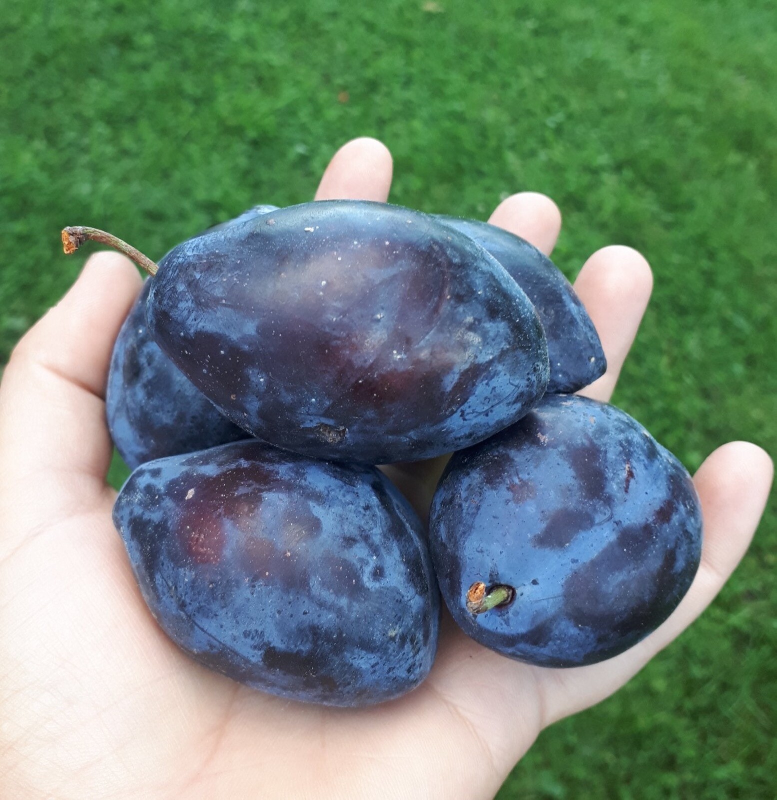 Italian Plum 1-2 ft tall grafted plant, sent with roots wrapped in wet