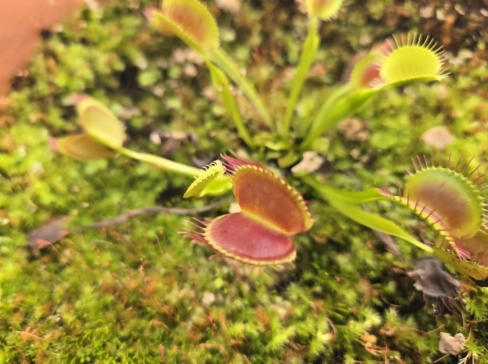 CARNIVOROUS PLANT 4 PACK- LIVE-DSCI (Sundews And VenusFlytrap)