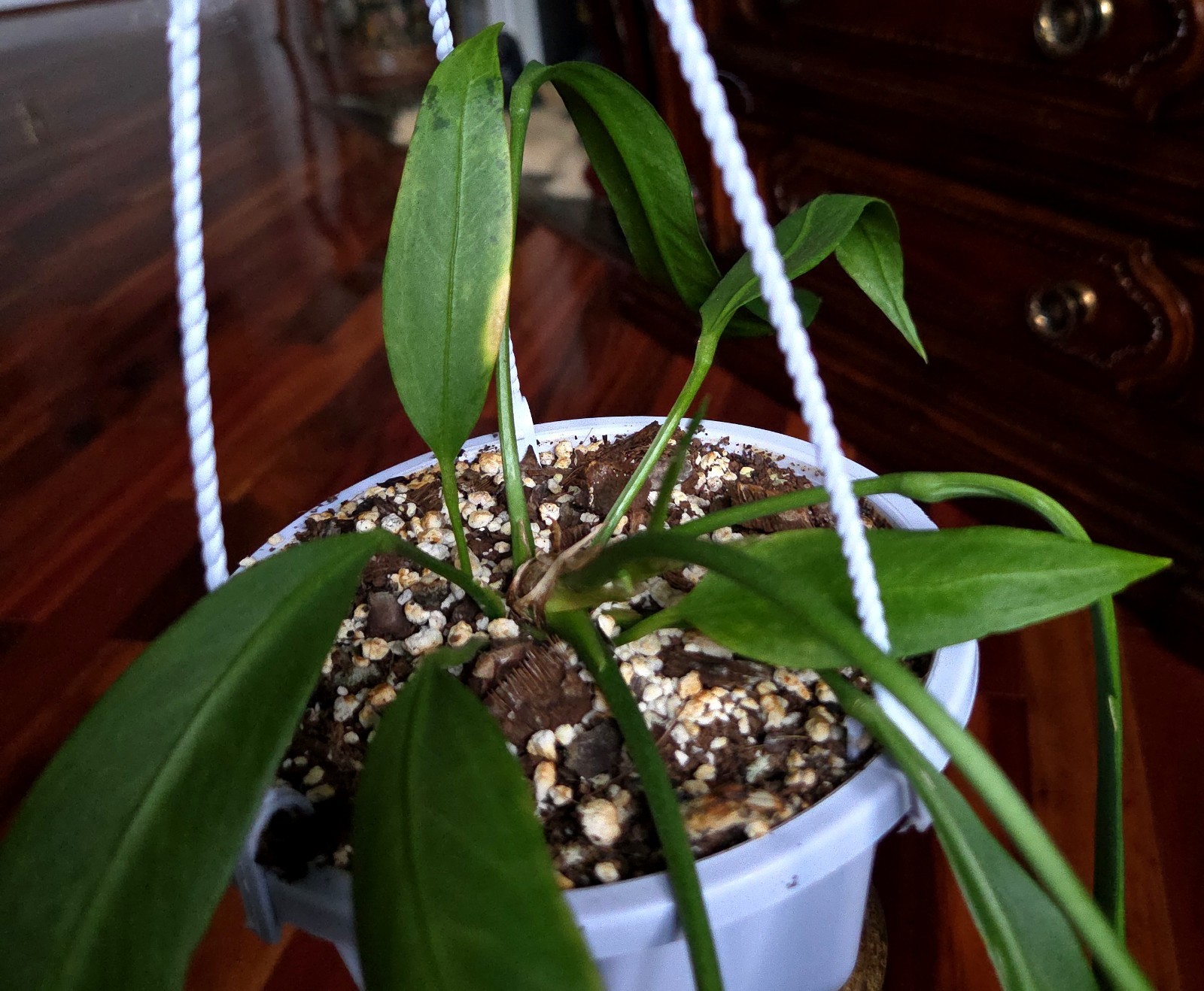 Rare XL Anthurium Vittarifolium 33″ Tall 28″ Leaves Not Philodendron Monstera