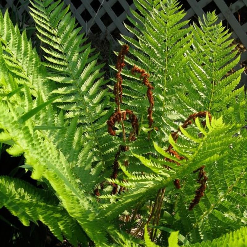 Cinnamon Fern Bare Roots, 30 Fern Roots, 4 to 7 Inc in Height