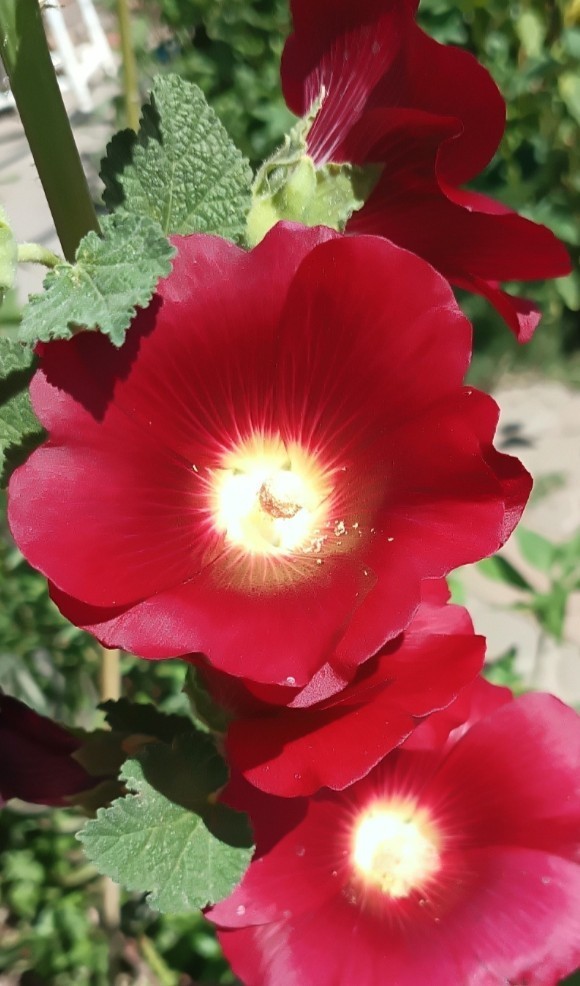 Light Purple Hollyhock – (100+) Seeds 1.5 g.