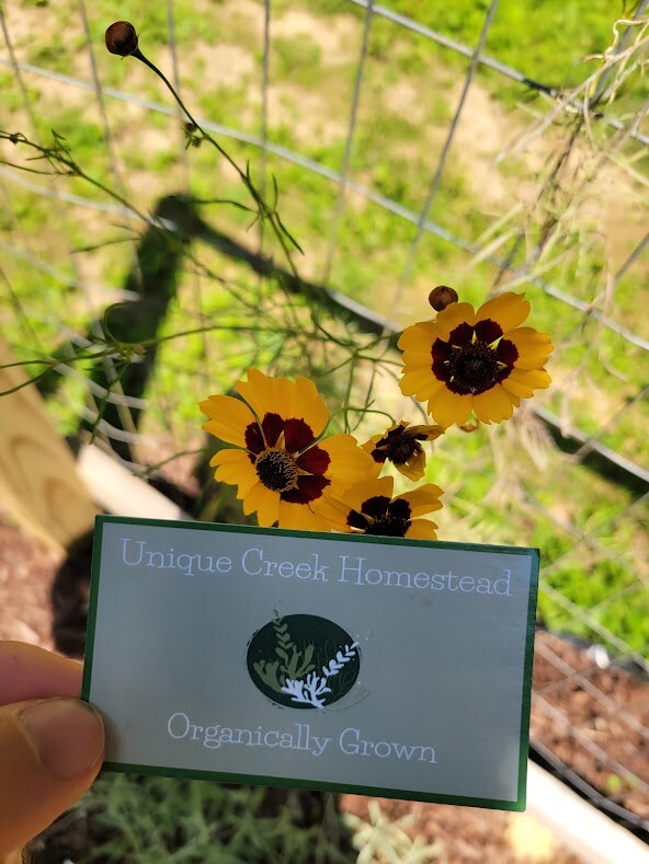 Plains Coreopsis Seeds Organic At Unique Creek Homestead Certified