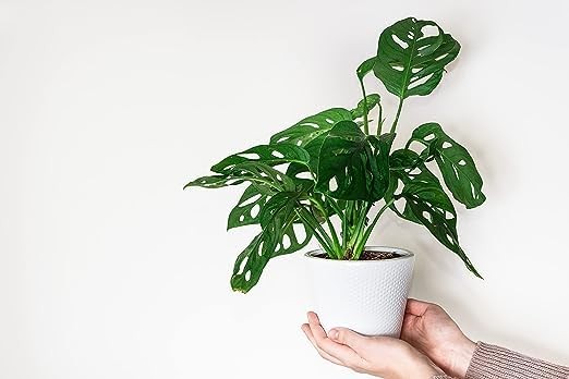 American Plant Exchange Monstera Adansonii – Live 4-Inch Pot Swiss Cheese Vine P