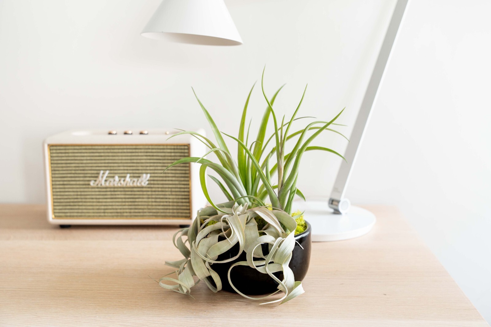 Large Assembled Air Plant Bowl Garden – Wholesale Live – Tillandsia Easy Care