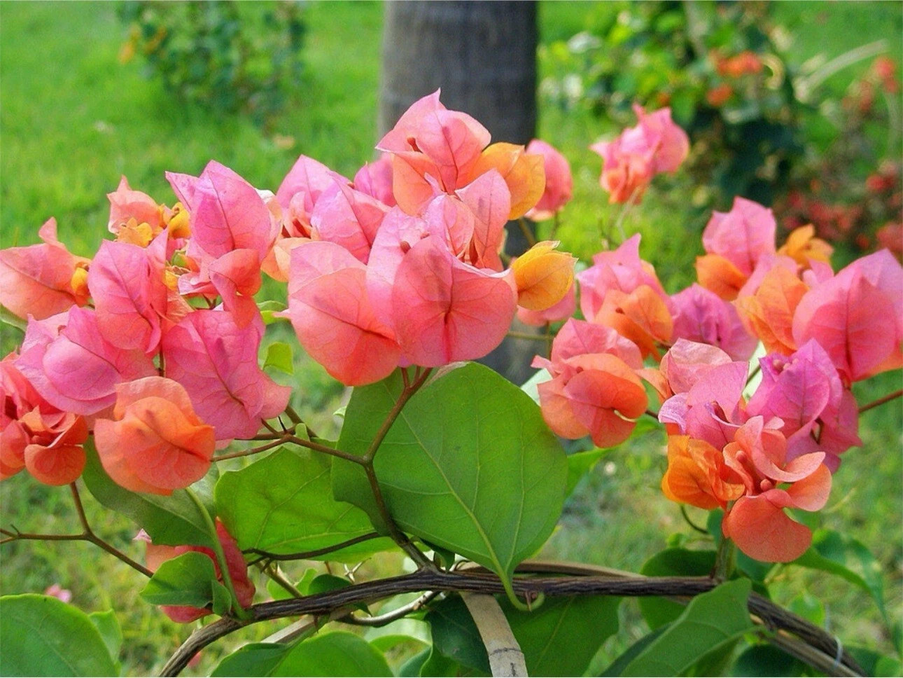 4” Pot of AFTERGLOW Live Rooted Bougainvillea Plant-Height & Fullness Varies