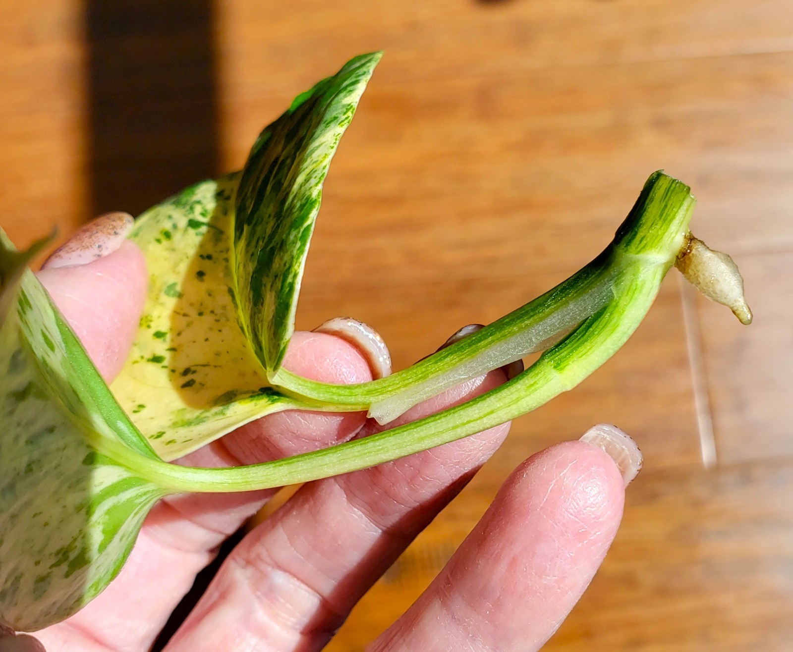 RARE Rooted GRACE Teruno Pothos Series Epipremnum Aureum Top Cut Hi-Variegation