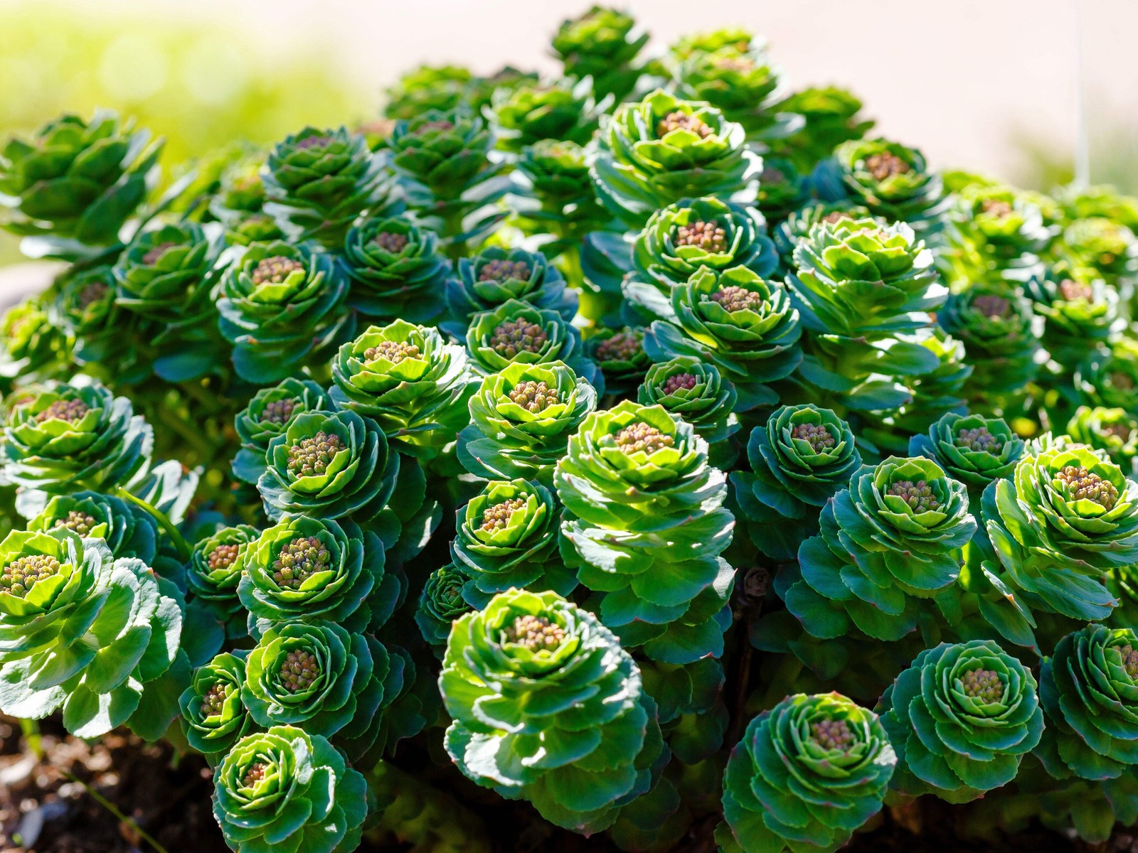 25 ROSEROOT STONECROP Golden Rose Root Sedum Rhodiola Rosea Yellow Flower Seeds