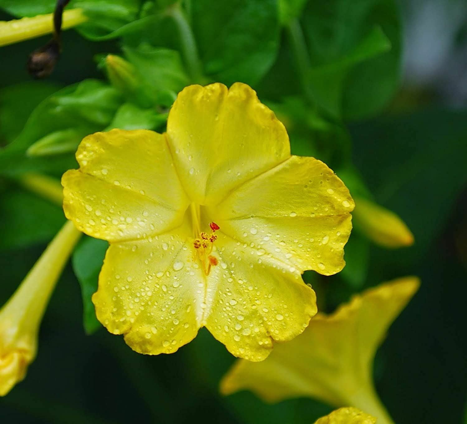 Four O Clock Flower Seeds, Golden Four O’ Clock Flower Seeds,”COOL BEANS N SPRO