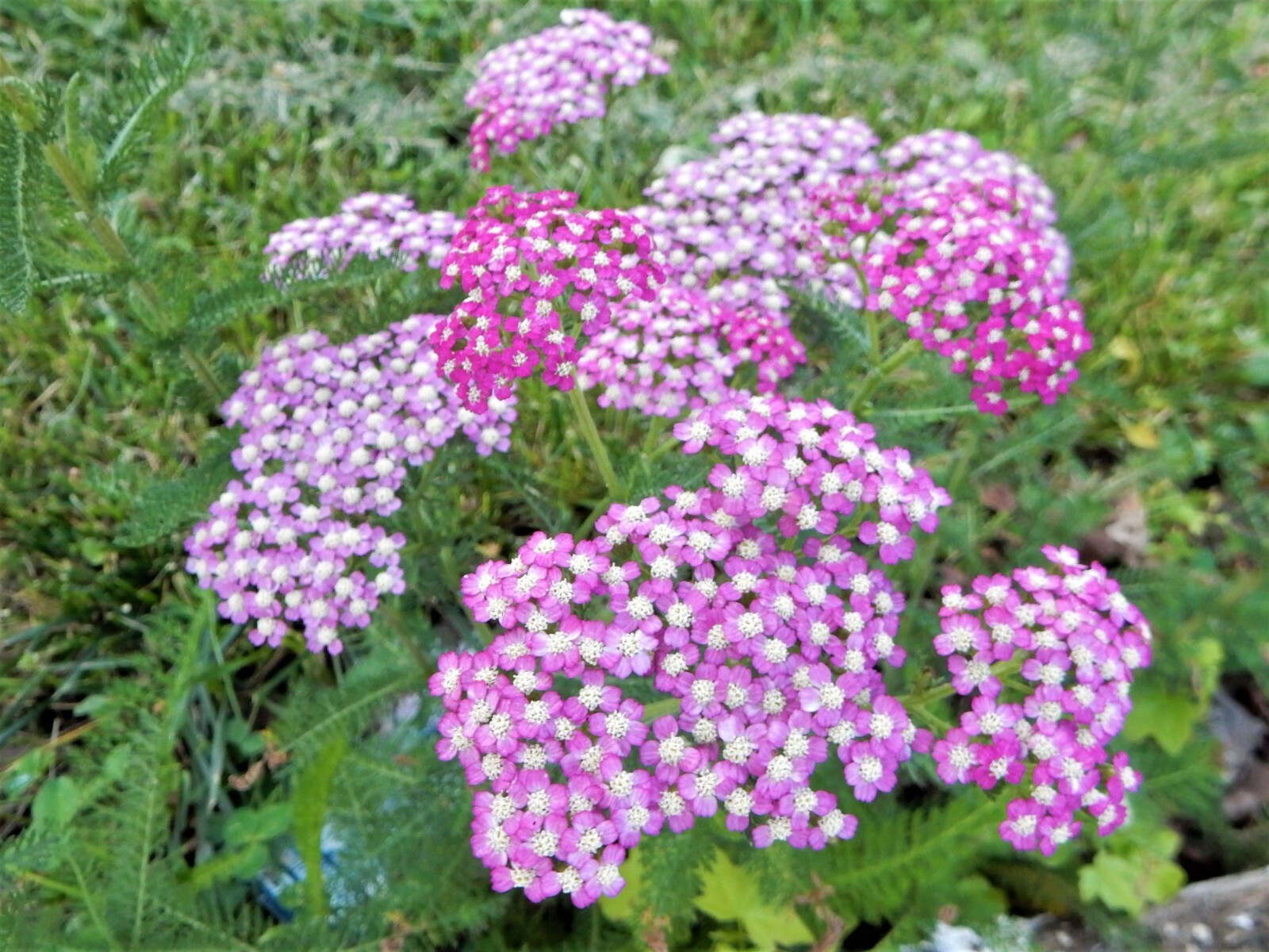 YARROW Achillea Hybrid – Firefly Amethyst – 10 Young Plants