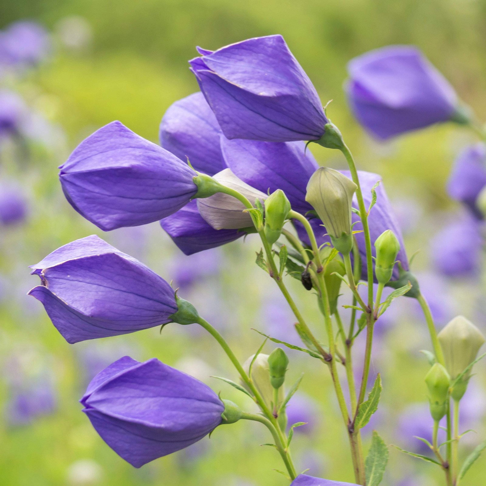 Balloon Flower Seeds (Platycodon grandiflorus) ~Traditional Herb Garden