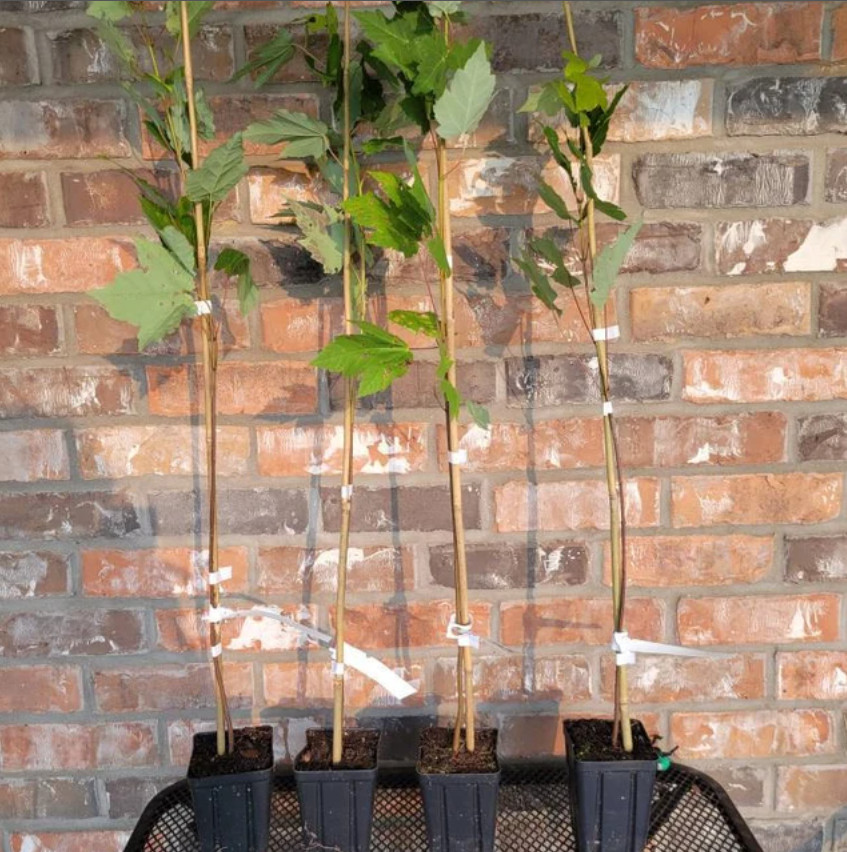 2 American Sycamore Trees – Live Plants – 10-12″ Tall Seedlings – Quart Pots