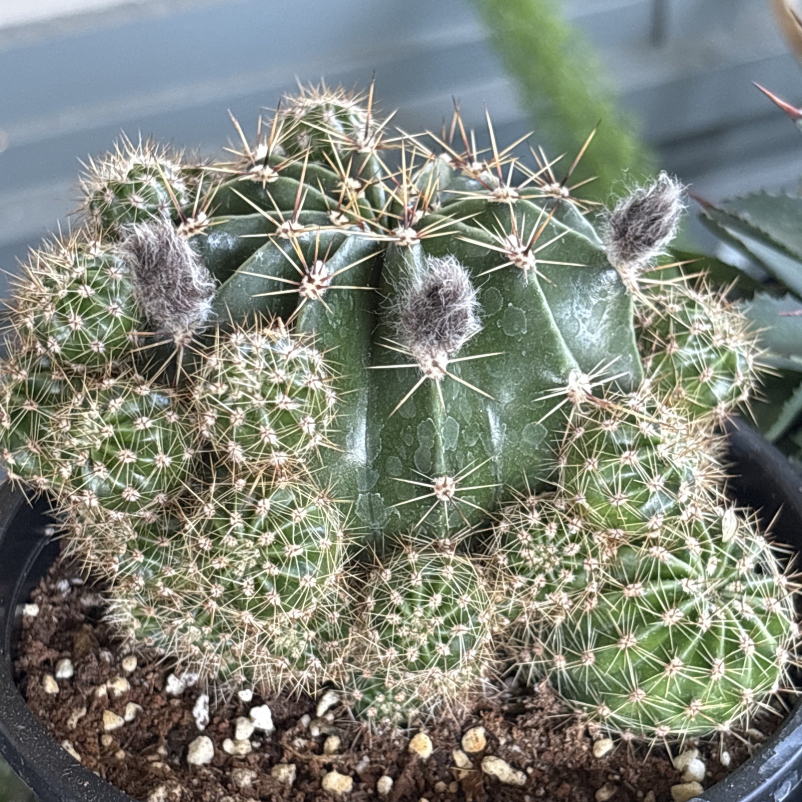 Echinobivia ‘Rainbow Bursts’ Hybrid, Comes in a 6 ” Pot
