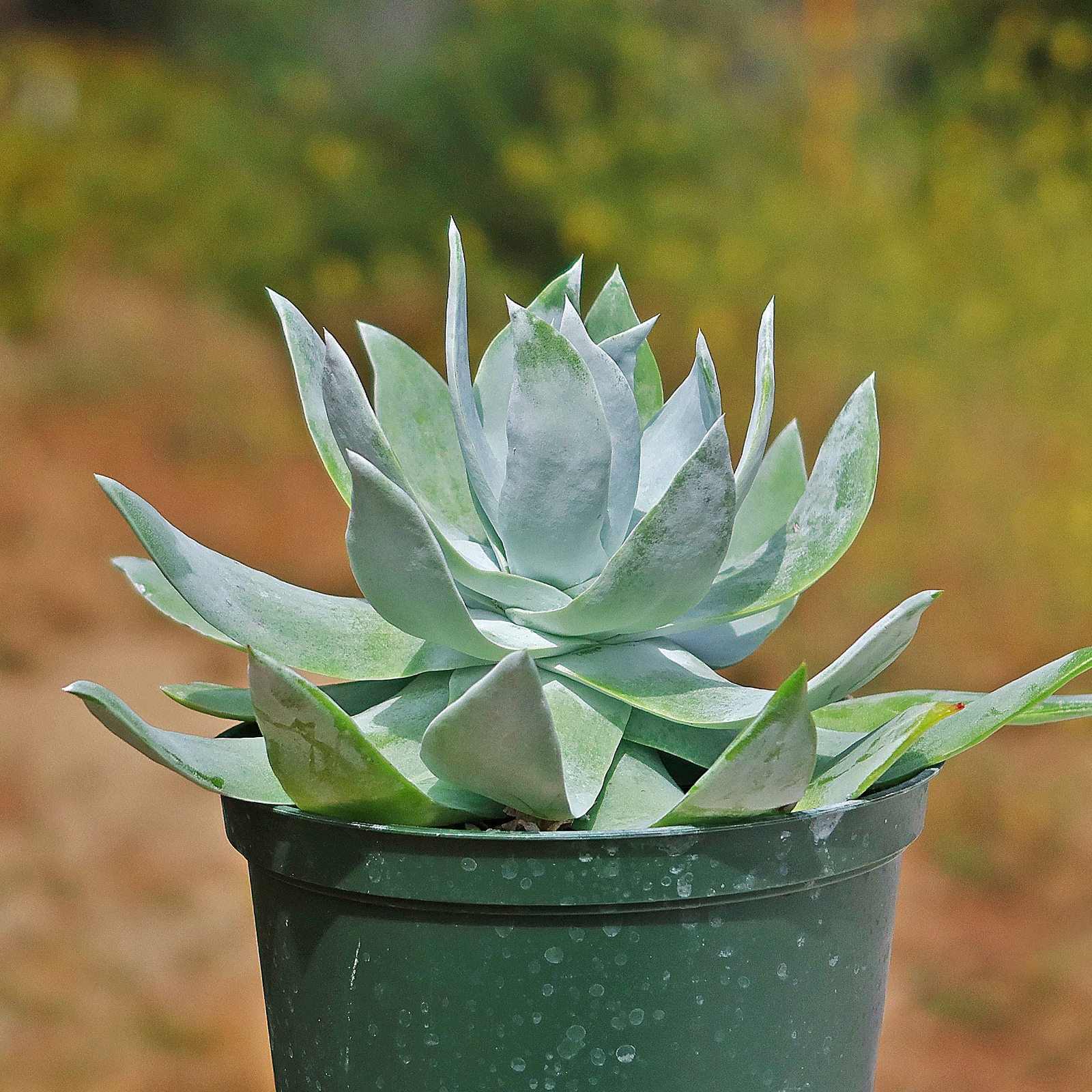 Giant Chalk Dudleya ‘Dudleya brittonii’ cactus Cacti Succulent real live plant