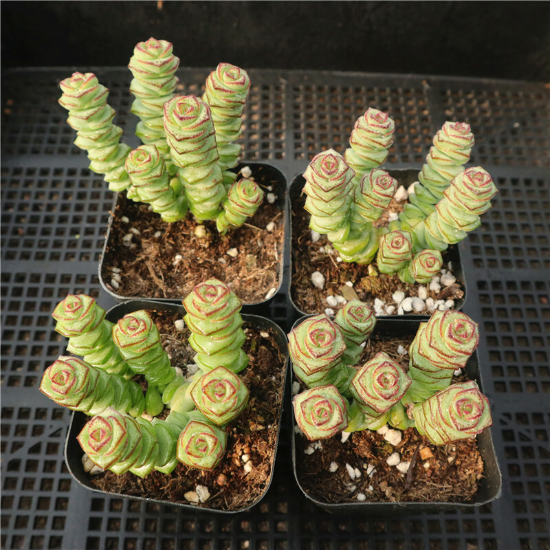 Live Rare Crassula cv. ‘Jade Necklace’ Succulent Plant rooted in 2” plant pot