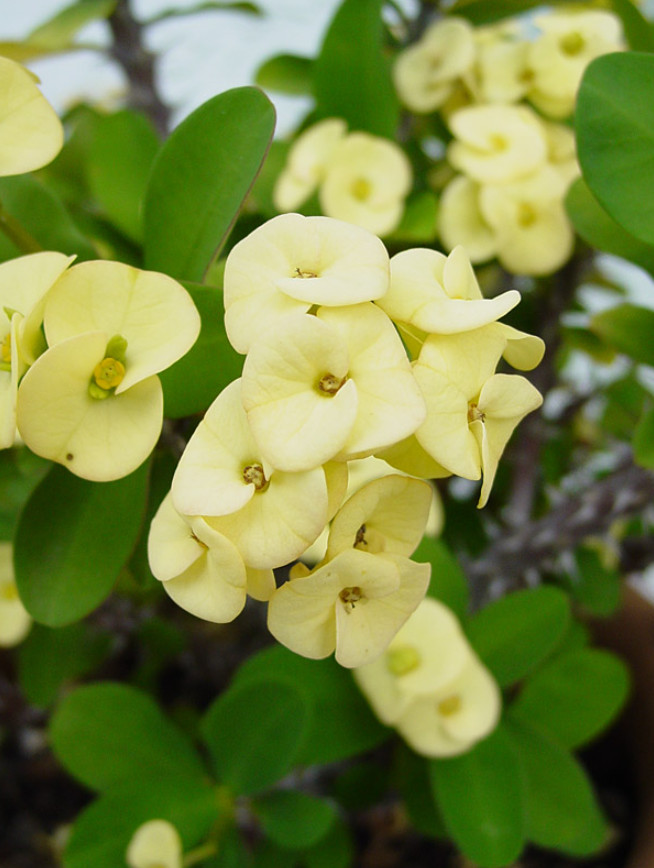 Yellow Crown of Thorns – Euphorbia milii Floral Yellow – Live Plant in 4″ Pot