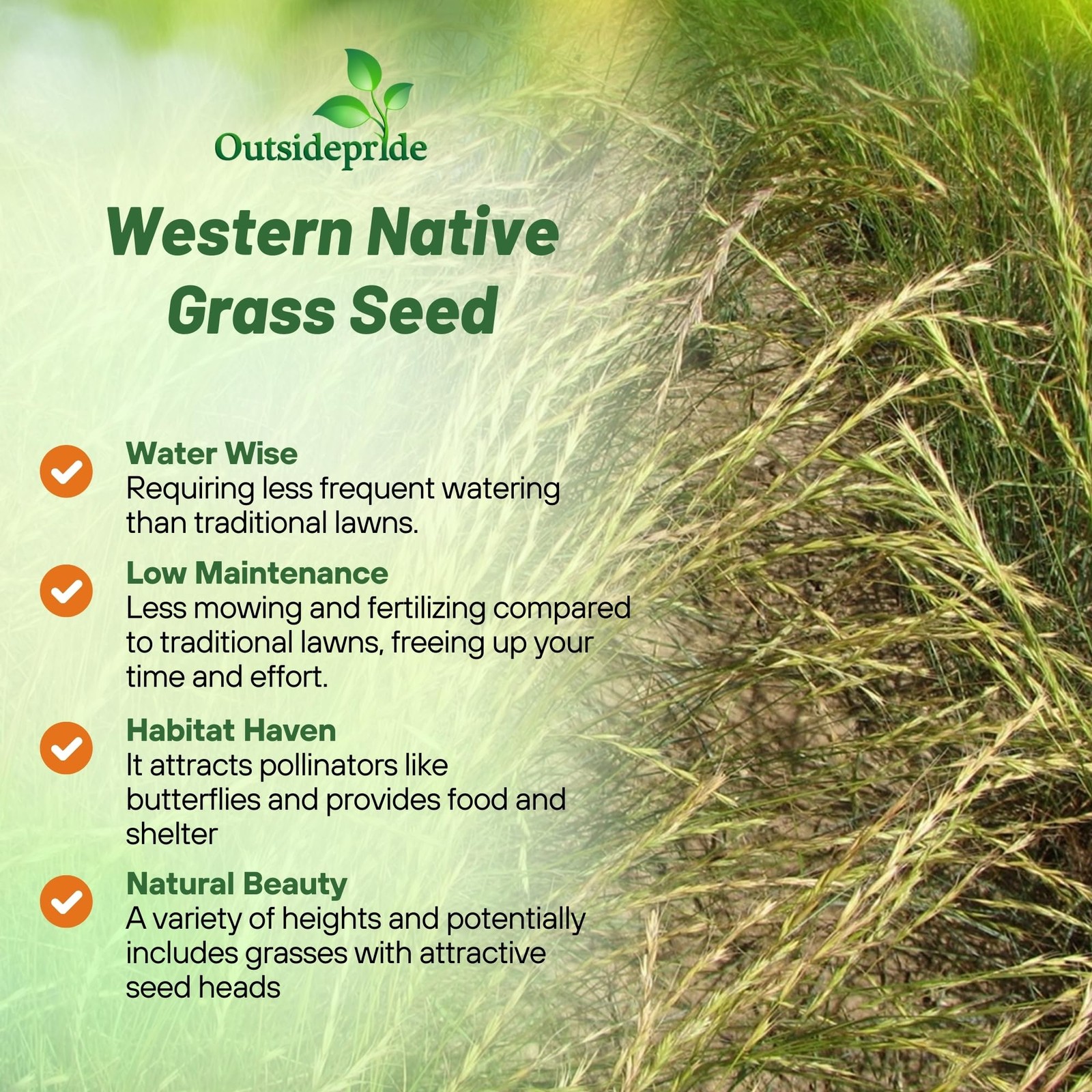 Western Native Grass Seed Mix – 1 lb. Perennial Blend of Warm & Cool Season, …