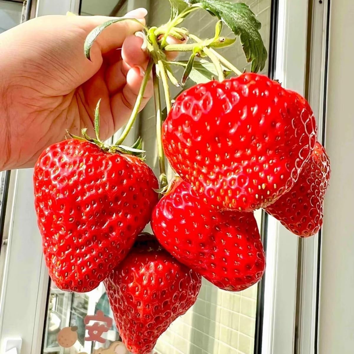 Delicious 300+ Giant Strawberry Seeds – Complete Growing Guide Included