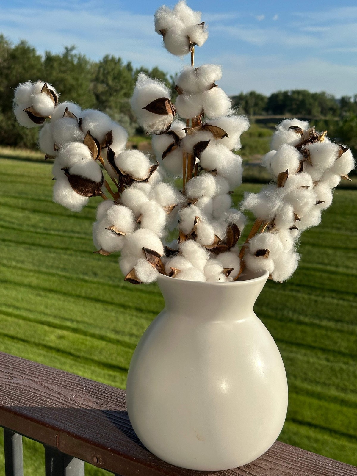 25 WHITE COTTON Gossypium Hirsutum Plant Seeds