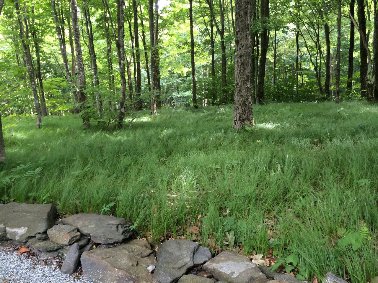 Carex pensylvanica 25 Plants in 3-1/2 inch Pots