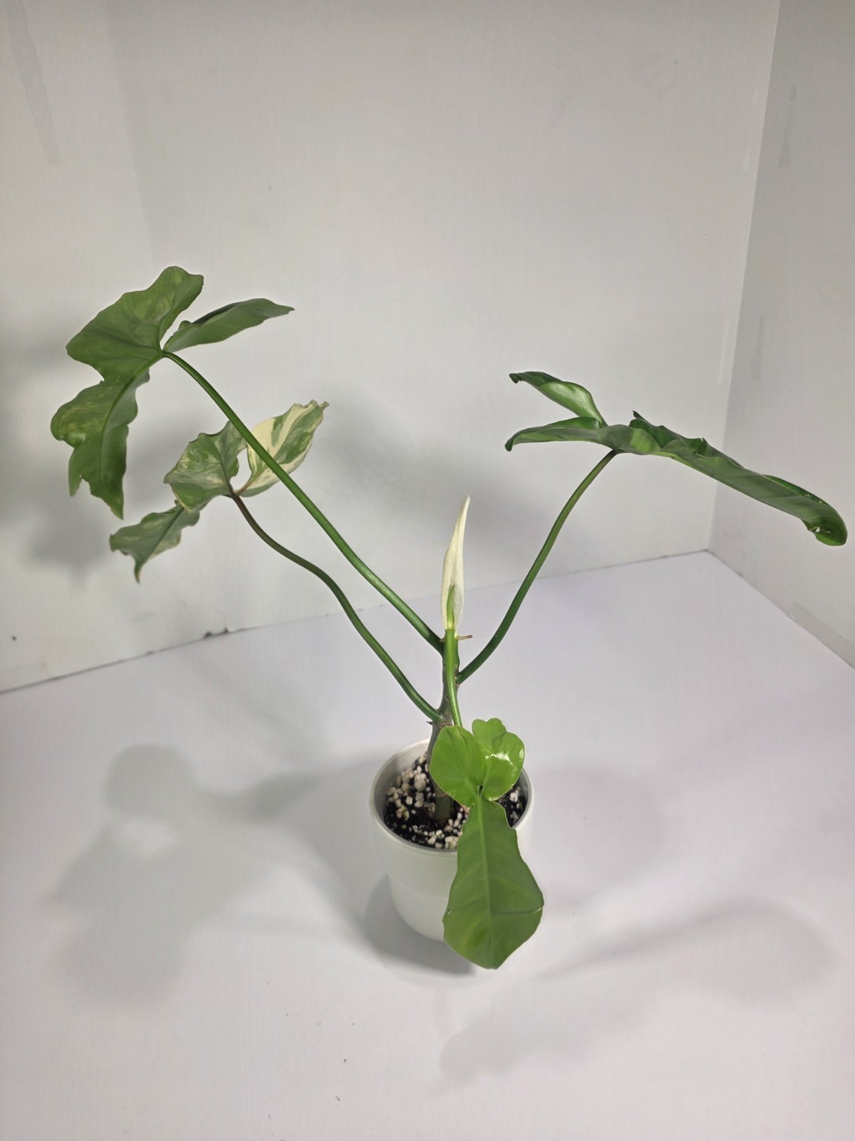 Philodendron Jennifer (Florida Beauty x Billietiae) – 4 inch pot, 4 leaf