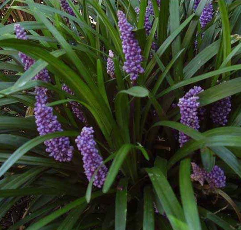 Liriope muscari ‘Big Blue’ 95 Plants in 2-1/2 Pots