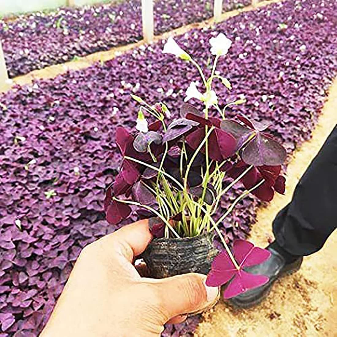 Oxalis Triangularis 10 Bulbs – Purple Shamrocks Lucky Lovely Flowers