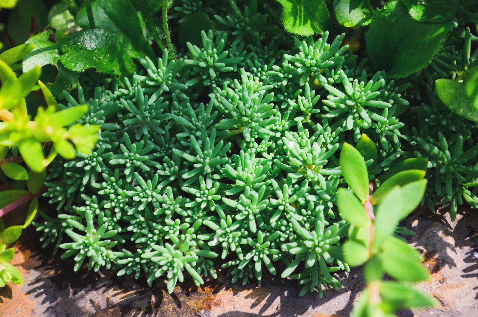 25 SPANISH STONECROP / SEDUM HISPANICUM Groundcover Flower Seeds *Comb S/H