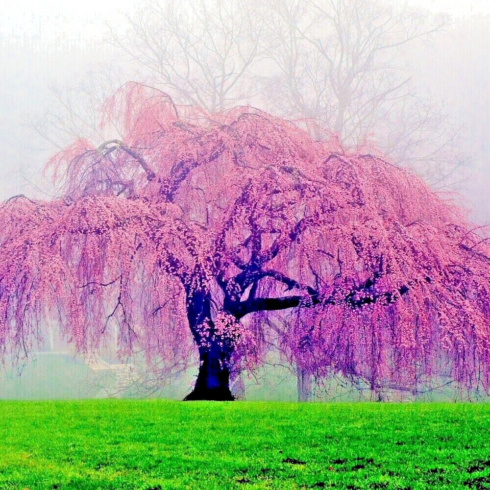 Japanese “WEEPING SAKURA” Cherry Blossom Flower Tree Seeds (pendula) Fast Hardy