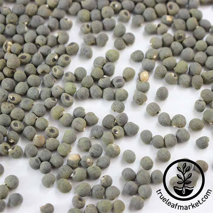 Okra Seeds, 30 Spineless Okra Seeds, Smooth Okra Seeds Better Harvest