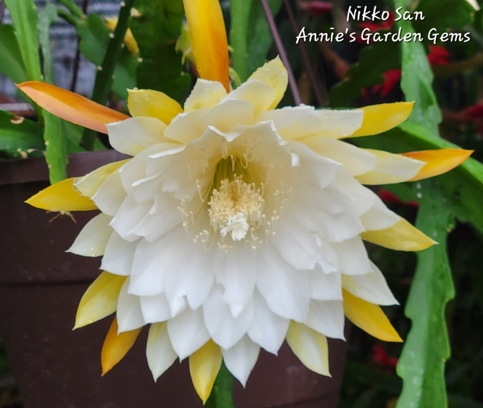 Epiphyllum Nikko San Unrooted Cuttings – 8 to 10 inches long