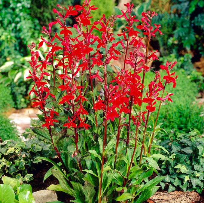 Set 5 Red Cardinal Flower Bare Roots – Perennial Native Plant for Garden