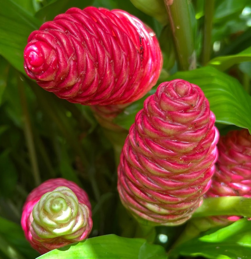 Shampoo Ginger Plant , Awapuhi Zingiber Zerumbet Plant 4 to 6 inch Tall