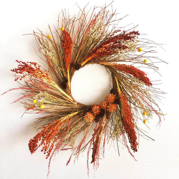 Red Broom Corn Seeds | Sorgum Bicolor Millet Mixed Colors Grain Flower Seed 2024
