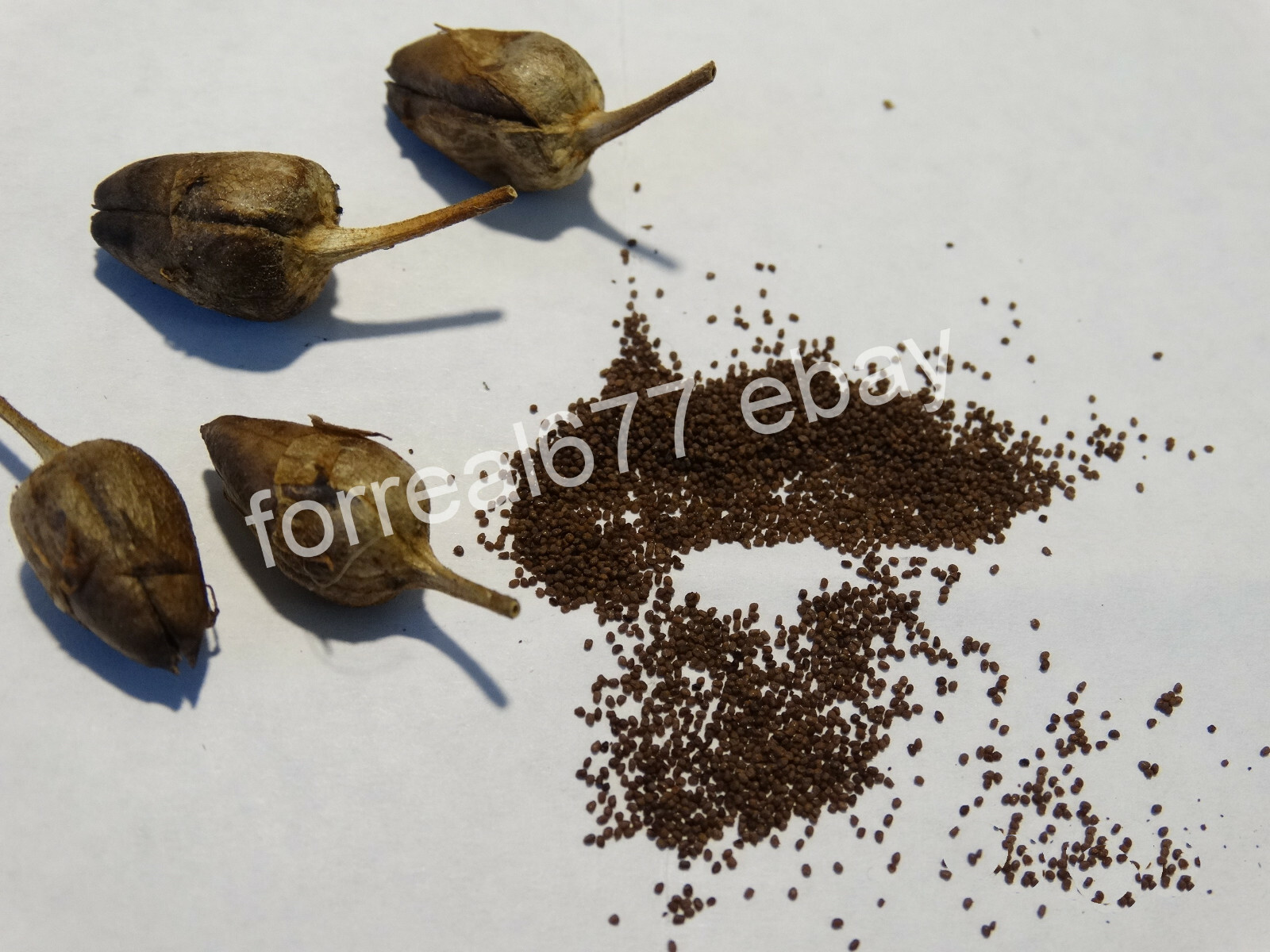 African Red Tobacco HIGH NICOTINE 500+ seeds 0.05 gram Heavy Producer 2023 CROP
