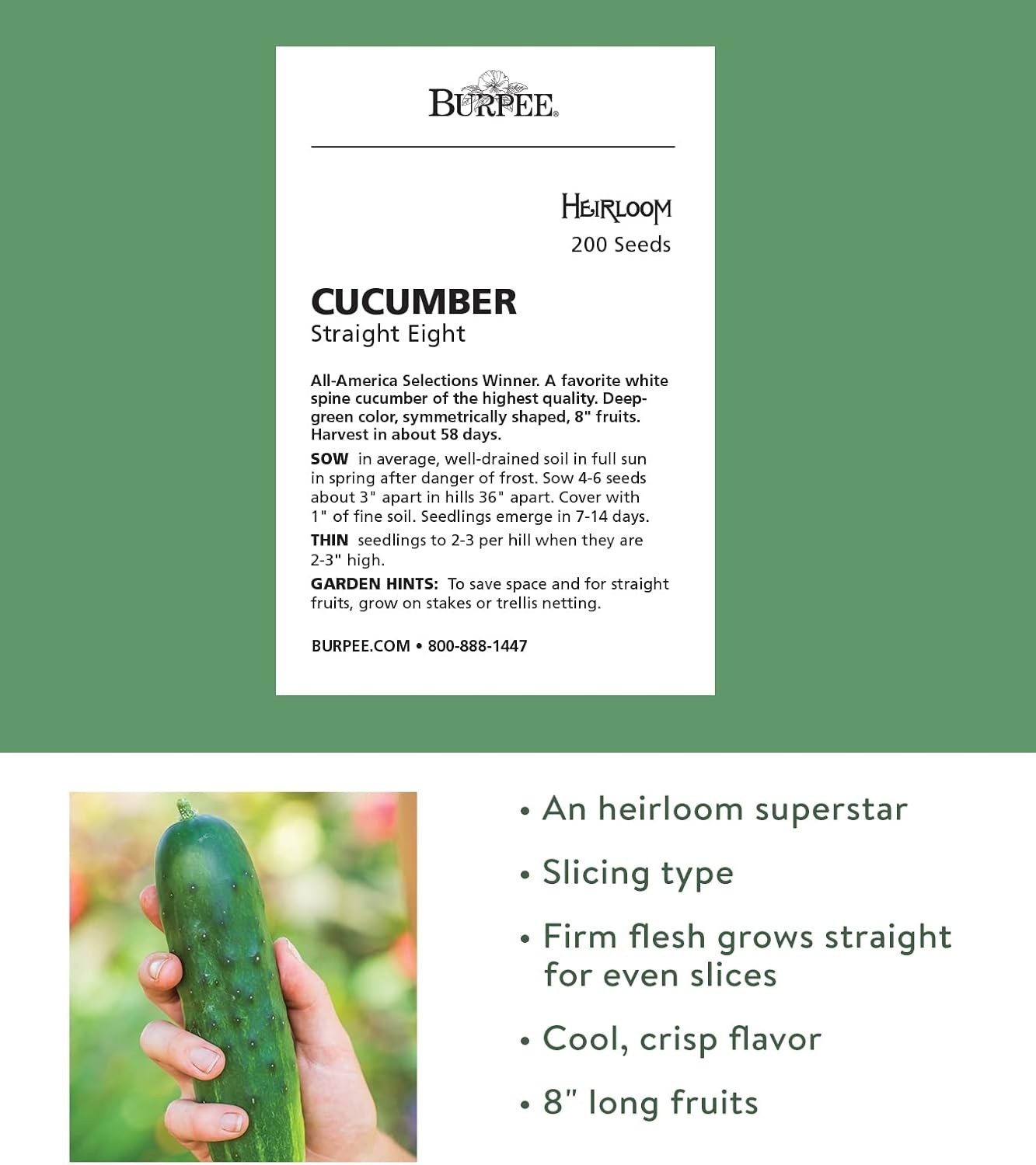 Straight Eight Heirloom Cucumber Seeds – 200 Non-GMO, Organic & Easy to Grow