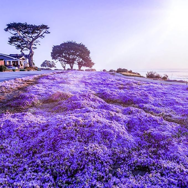 20,000 Creeping Thyme Seeds – Heirloom Thymus Serpyllum for Your Garden